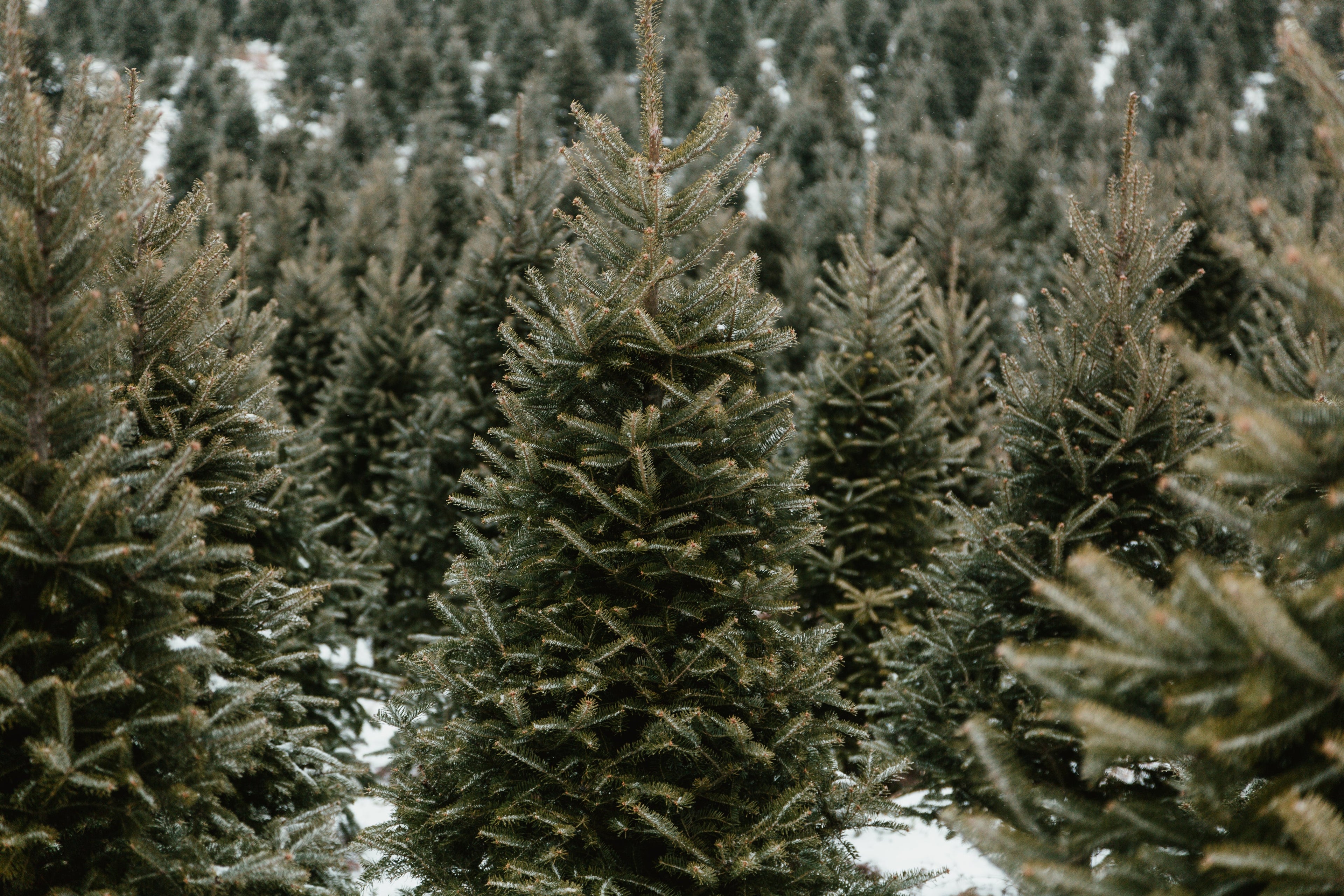 Christmas Trees
