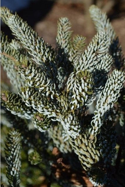 Christmas Tree Korean Fir