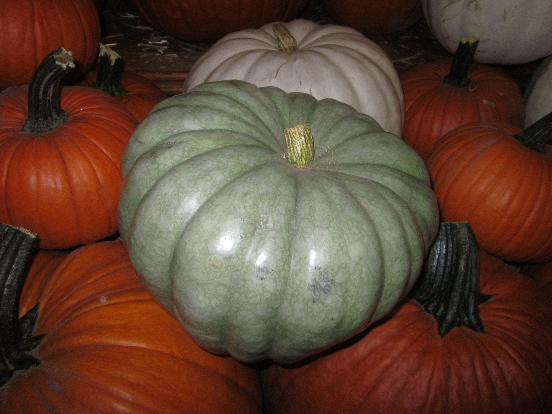 Pumpkins Chicago Specialty Jarrahdale Blue Pumpkin