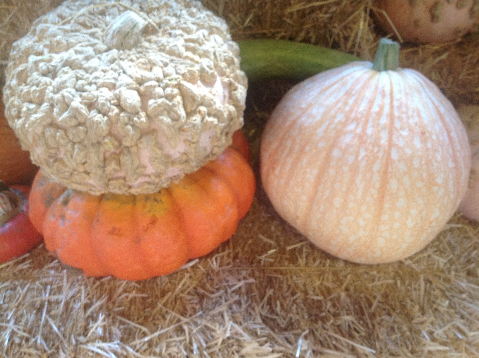 Pumpkins Chicago Specialty One Too Many Pumpkin