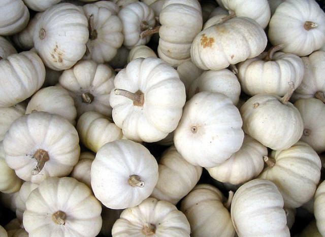 Pumpkins Chicago Mini White Pumpkins