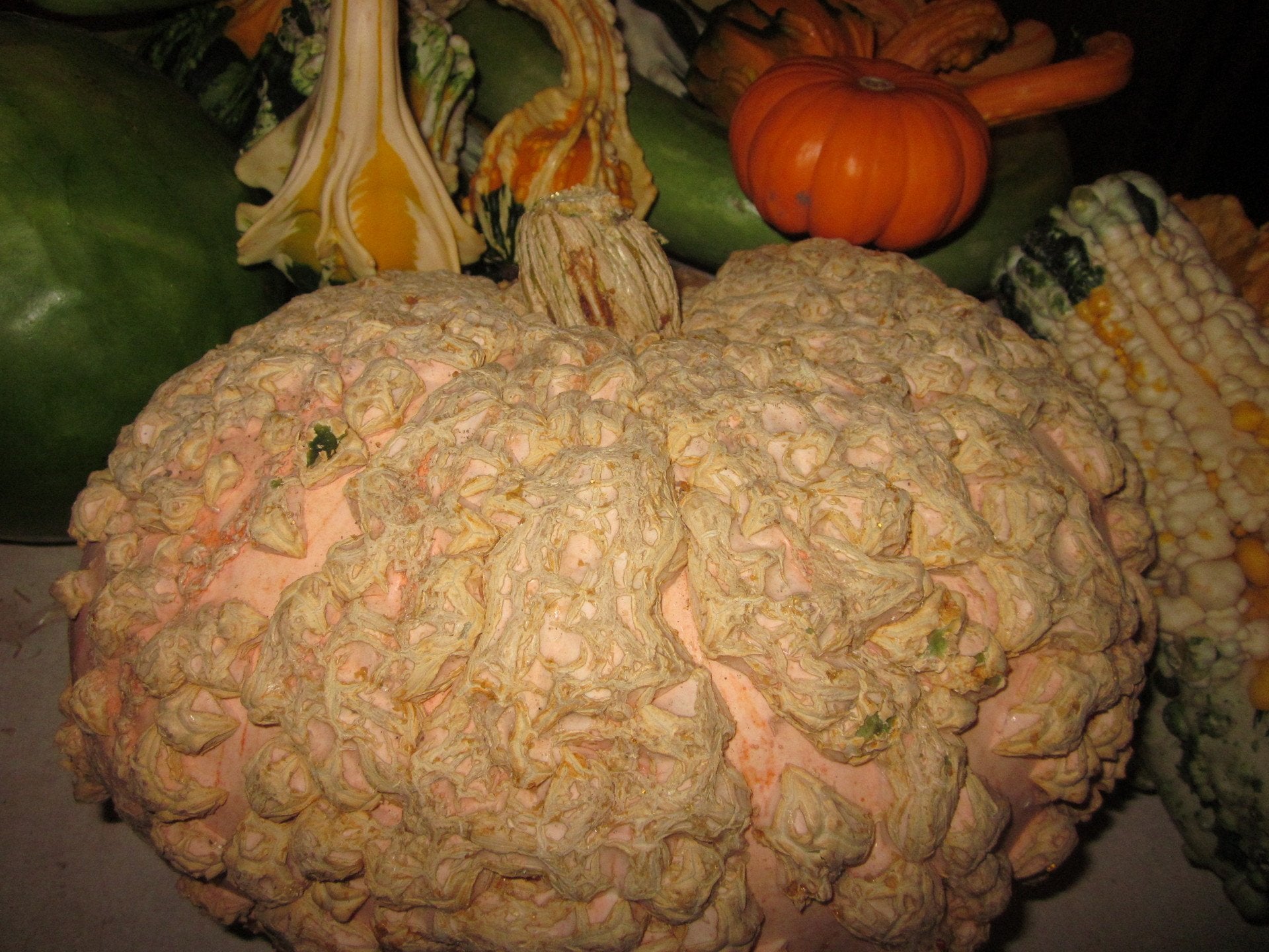 Pumpkins Chicago Specialty Peanut Pumpkin