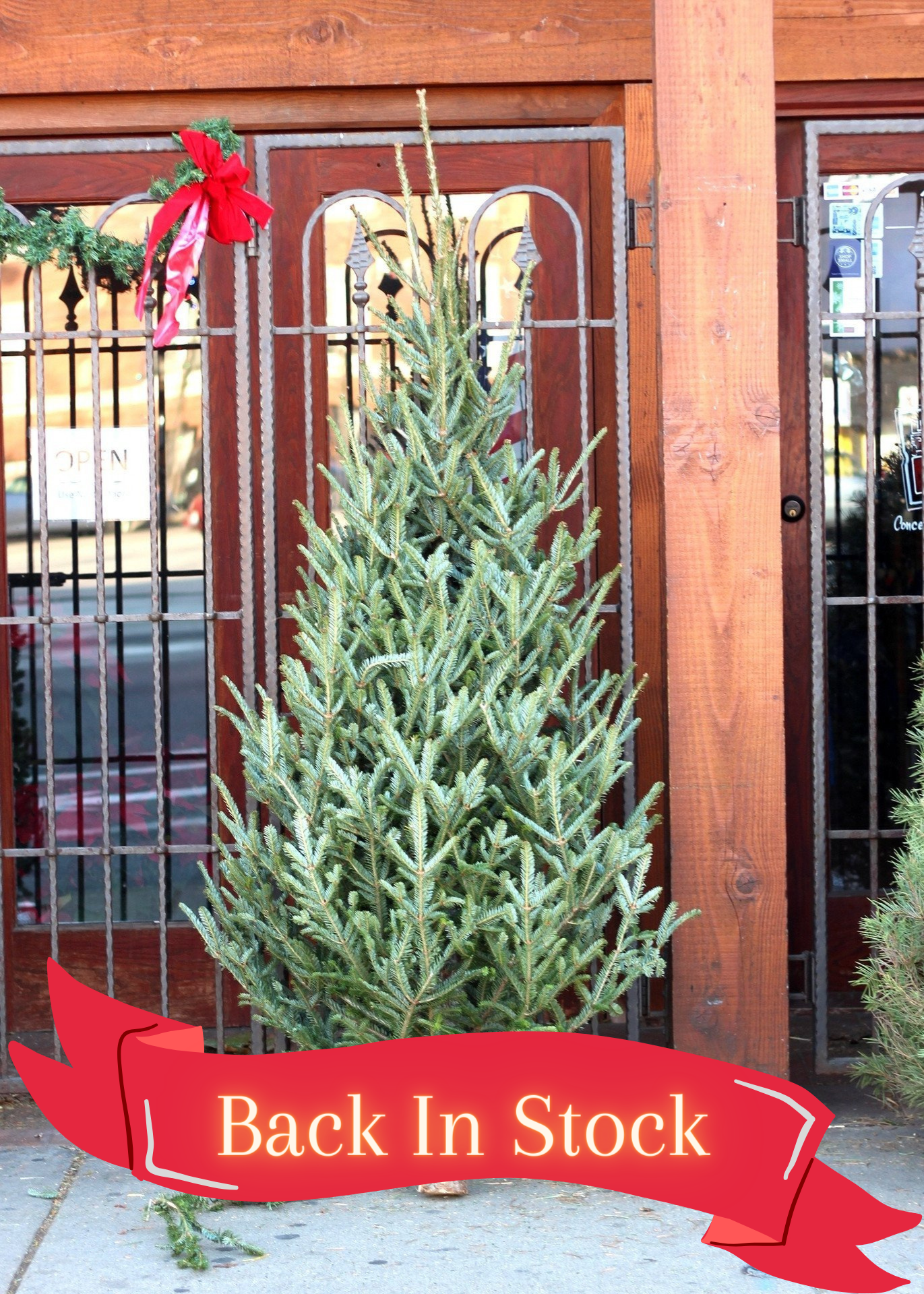 Christmas Tree Fraser Fir