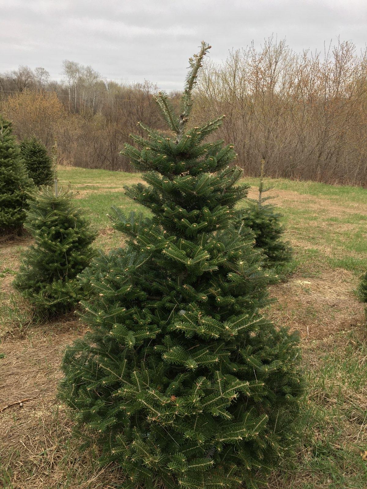 Christmas Tree Korean Fir