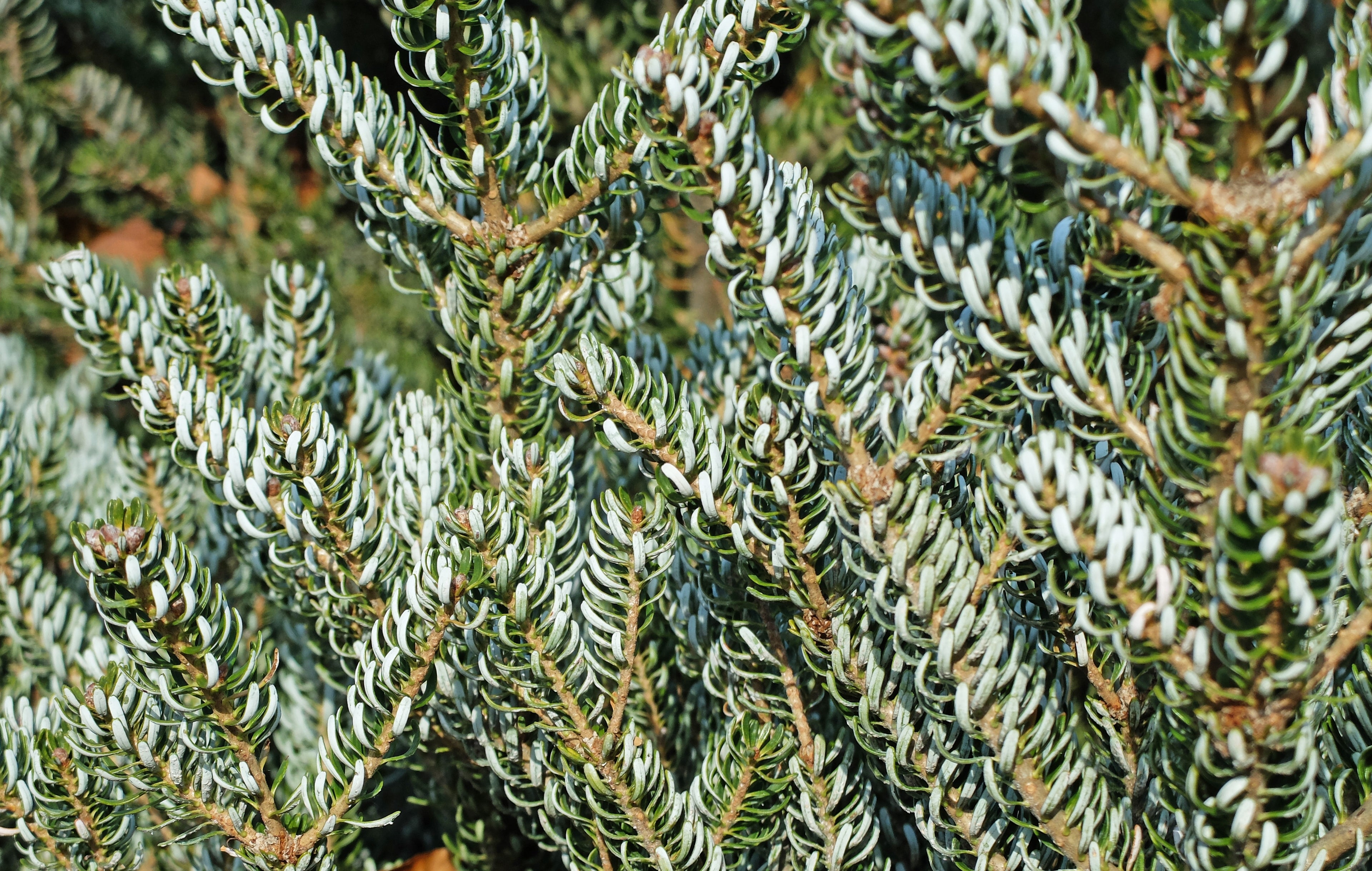 Christmas Tree Korean Fir