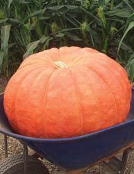 Pumpkins Chicago XXLarge Orange Pumpkin