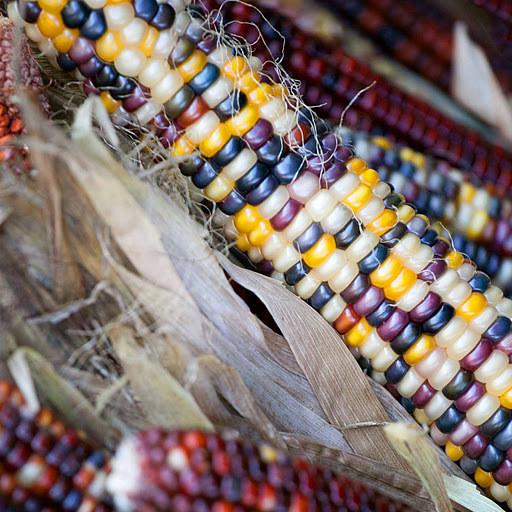 Pumpkins Chicago Indian Corn