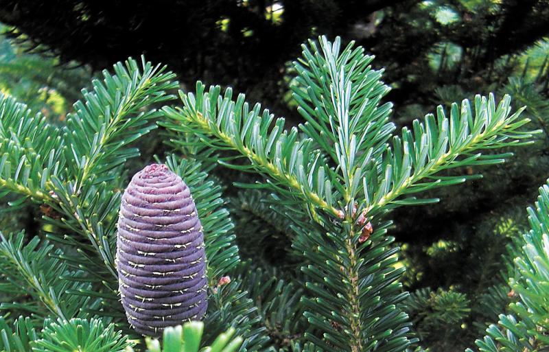 Christmas Tree Korean Fir