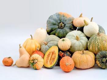 Pumpkins Chicago Gourds